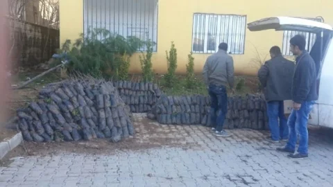Batman'da Fıstık Fidanı Dağıtımı