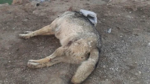 Aç Kurt, Kangal Köpekleri Tarafından Boğuldu
