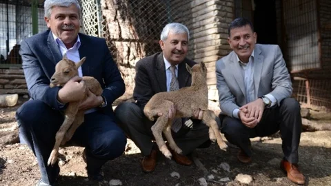 Kumluca'da Yavru Koyunlar Eğlence Kaynağı Oldu