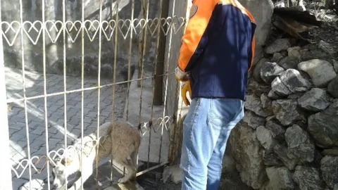 Hakkari'de Başıboş Köpek Kurtarıldı
