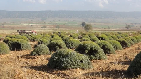 Isparta'da Lavanta Üretimi Desteği