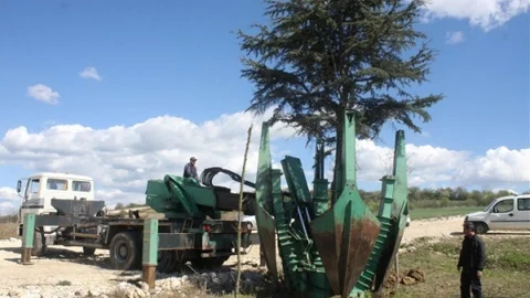 Edirne'den Ağaç Nakli Başarısı