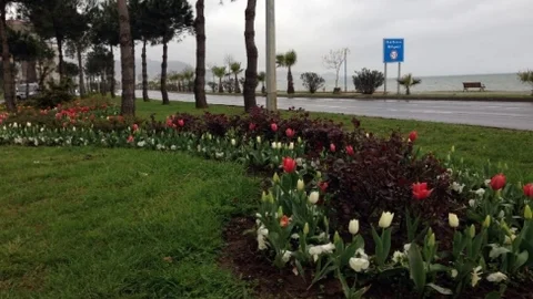 Ordu'da Bahar Çiçekleri Açtı