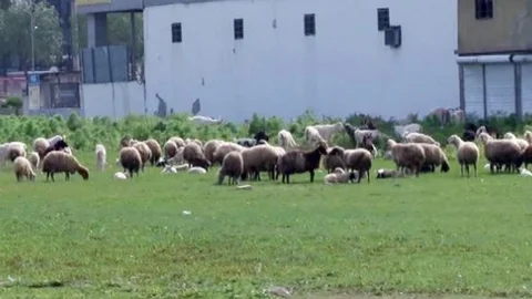 Adana'da Koyunlar Akıma Kapıldı