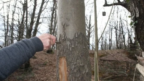 Düzce'de Kestane Kanseri Mücadelesi