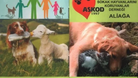 Aliağa'da Sokak Hayvanları İçin Proje
