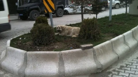 Hakkari'de Başında Boş Köpek Sorunu