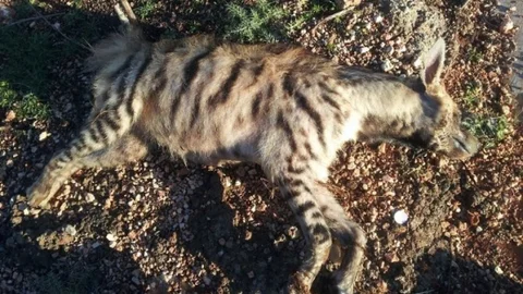 Şanlıurfa'da Sulama Kanalına Düşen Sırtlan Öldü