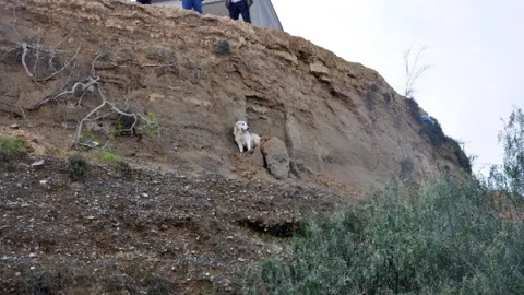 Adana'da Uçurum Kenarında Mahsur Köpek Kurtarıldı