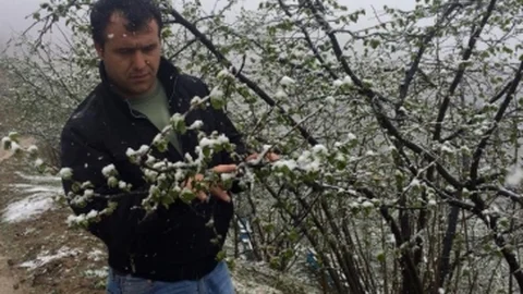 Giresun'da Fındık Üreticileri Endişeli