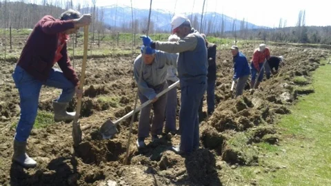Kütahya Dereköy'de Kavak Fidanı Dikimi