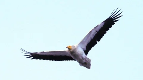 Küçük Akbabalar Beypazarı'na Döndü