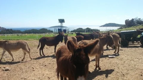 Eşek Adası'ndaki Hayvanlar Güvende