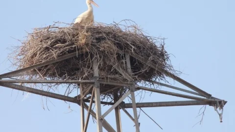 Adana'da Leyleklerin Yuva Sorunu