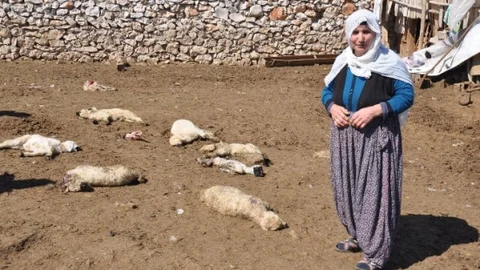 Malatya'da Sokak Köpekleri Olayı