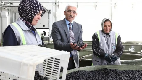 Marmarabirlik'ten Organik Zeytin Üretimi