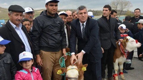 Malatya'da En Güzel Buzağılar Yarıştı