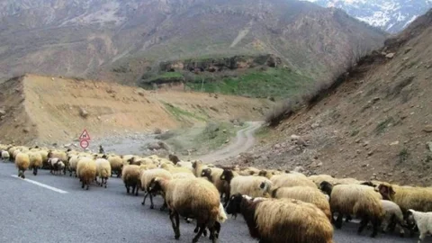 Küçükbaş Hayvanlar Meralara Çıkıyor