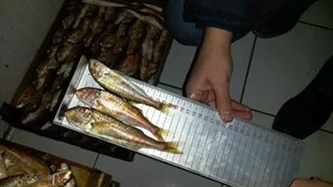 Kastamonu'da Su Ürünleri Denetimi Yapıldı