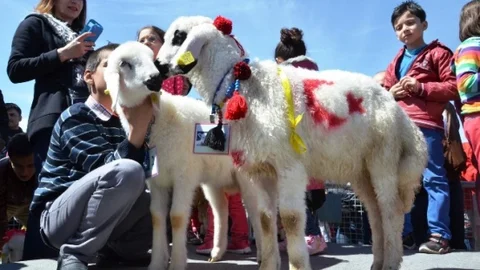 Malatya'nın En Güzel Kuzusu Seçildi