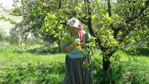 Mersin'de Turfanda Erik Fiyatları Yükseldi
