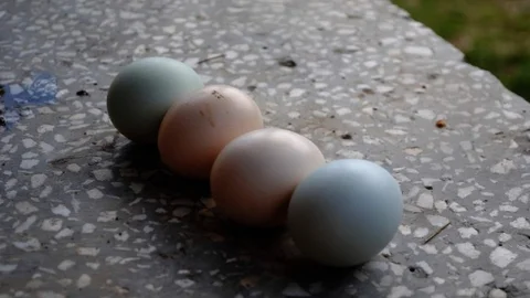 Sarı Tavuk Mavi Yumurtalarla Şaşırttı