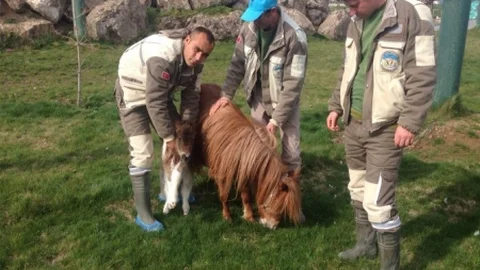 Kayseri Hayvanat Bahçesi'nde Yeni Tay Doğdu