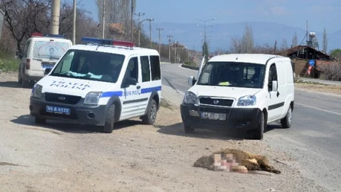 Malatya'da Koyun Sürüsüne Araç Daldı