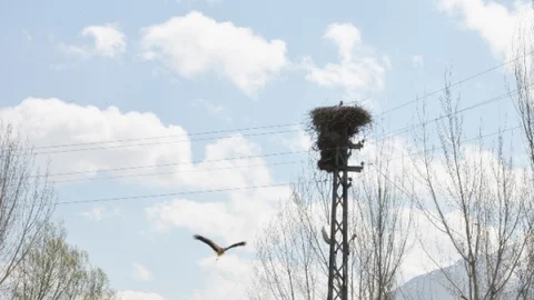 Leyleklerin 23 Yıldır Yuva Seçimi