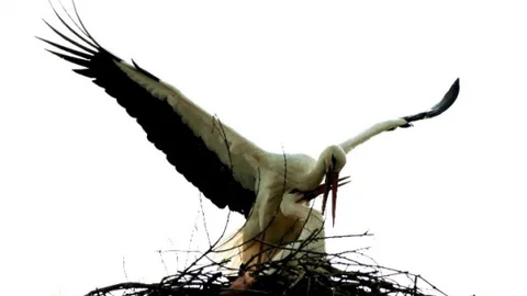 Leylekler İçin Yuvalar Hazırlanıyor