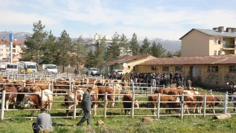 Bingöl'de Damızlık Boğa Dağıtımı Yapıldı