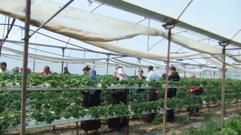 Çorumlu Üreticiler Çilek Seralarını Gezdi