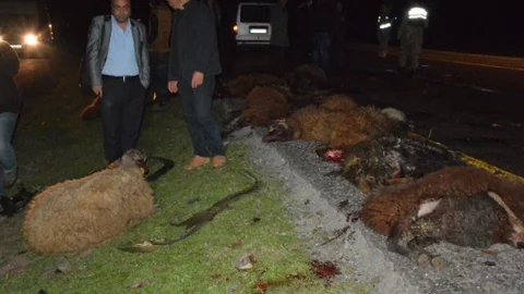 Siverek'te Koyun Sürüsüne Araç Daldı