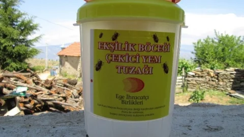 Aydın'da Ekşilik Böceği Mücadelesi Başladı
