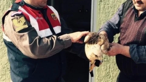 Konya'da Yaralı Şahin Kurtarıldı