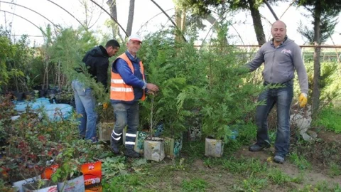 İncirliova'ya Yeni Ağaçlar Dikiliyor