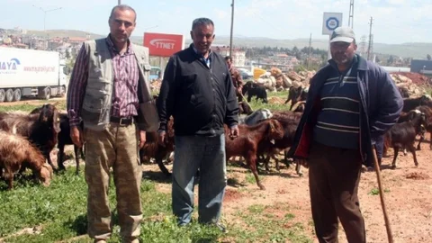 Hatay Reyhanlı'da Çobanlardan Mera Talebi
