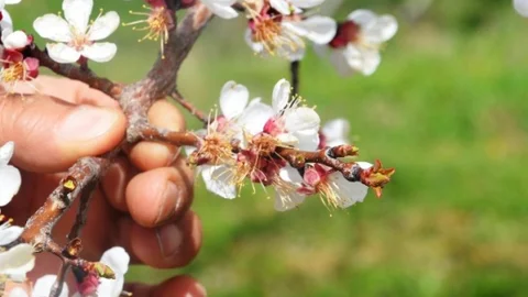 Malatya'da Kayısı Hasar Tespiti Başladı