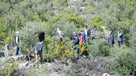 Yabani Zeytin ve Harnup Ağaçları Aşılanıyor