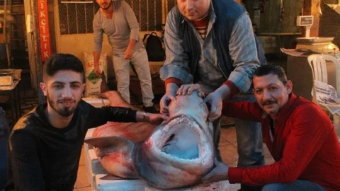 Mersin'de Dev Köpek Balığı Yakalandı