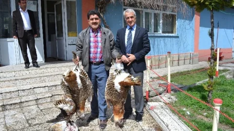 Muş'ta Toy Kuşlarına Saldırı