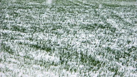 Ege Bölgesi'nde Soğuk Hava Etkili Olacak
