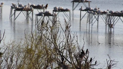 Balıkesir'de Kuşların Kuluçka Dönemi