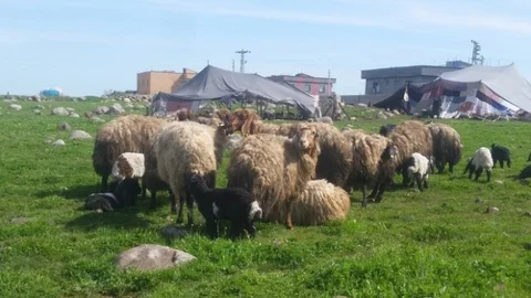 İdil'de Sokak Köpekleri Saldırdı