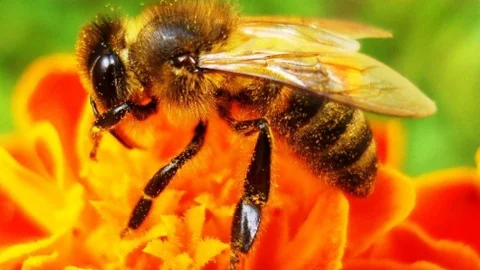 Balın Stratejik Önemi Artıyor