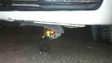 Bilecik'te Kedilerin Sığınma Anı