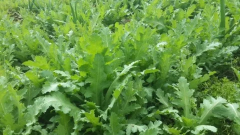 İnhisar'da Haşhaş Bitkisi Ele Geçirildi