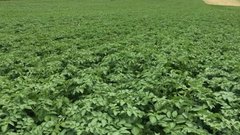 Nevşehir'de Yerli Patates Tohumu Tescili