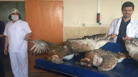 Muş'ta Vurulan Toy Kuşları Sergilenecek