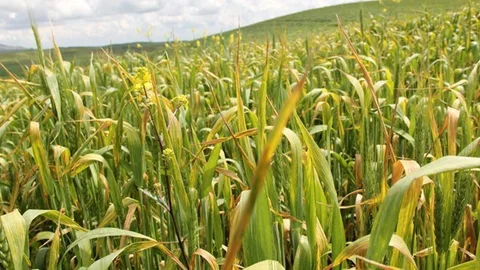 Antalya'da Hububat Alanlarında Sarı Pas Tehlikesi